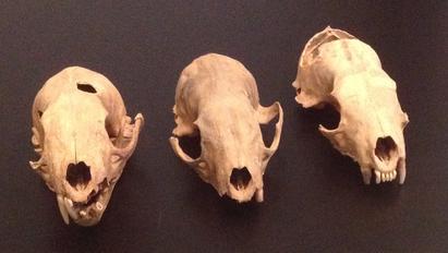 Three marten skulls.