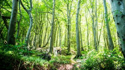 Explore Liselund