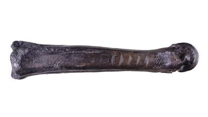 The aurochs bone from Ryemarksgård on Zealand