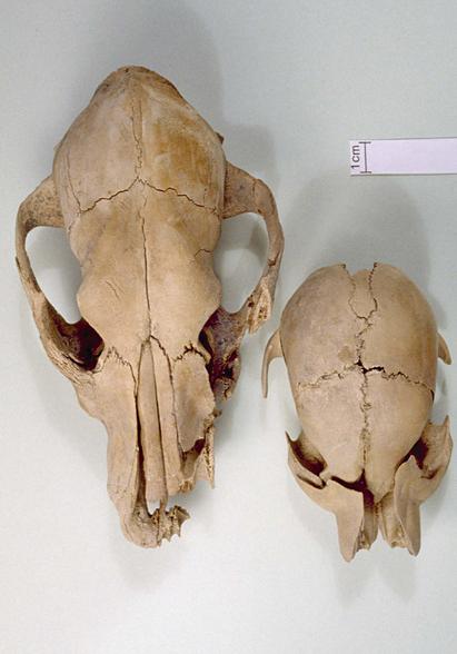 Dog skulls from a Stone Age settlement near Agernæs on Funen.