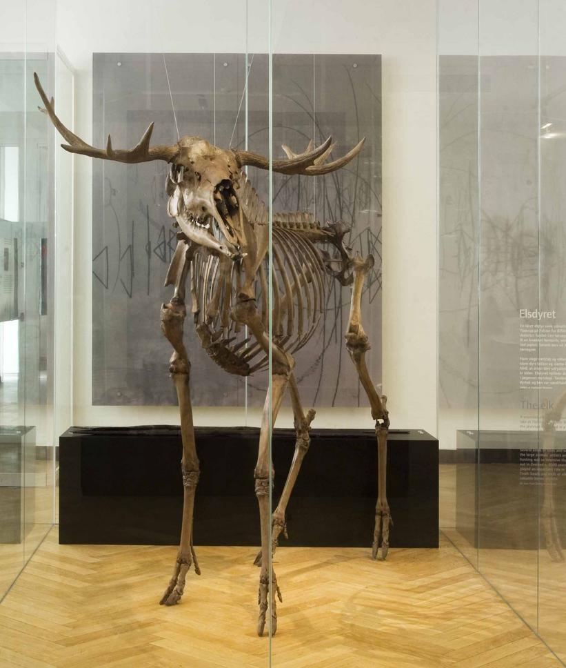The elk from Tåderup