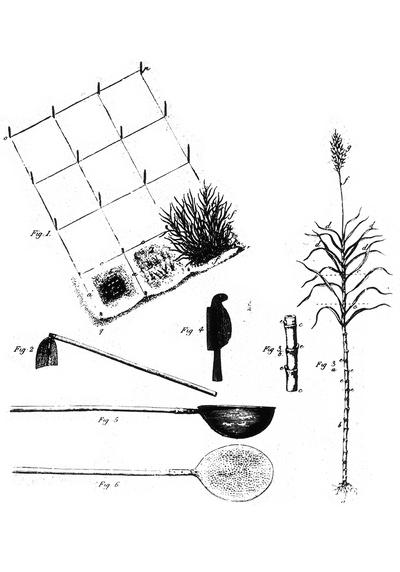The Plantation System